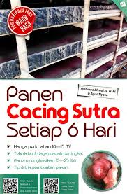 PANEN CACING SUTRA SETIAP 6 HARI